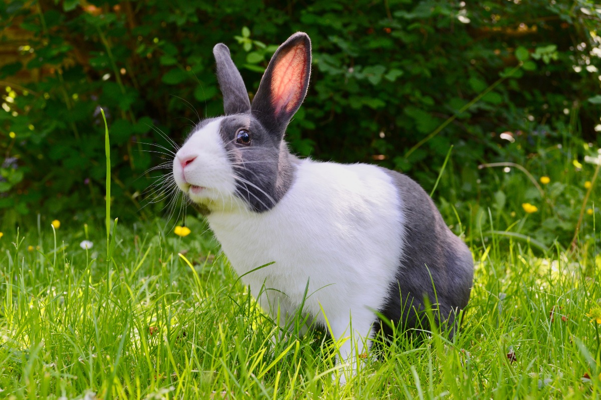 กระต่ายหูยาว เจ้าขนปุย
