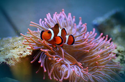 anemone-fish-clown-fish-amphiprion-fish-thumbnail