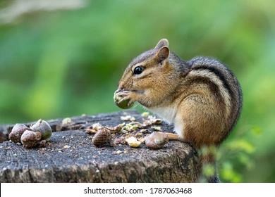 eastern-chipmunk-perched-on-stump-260nw-1787063468