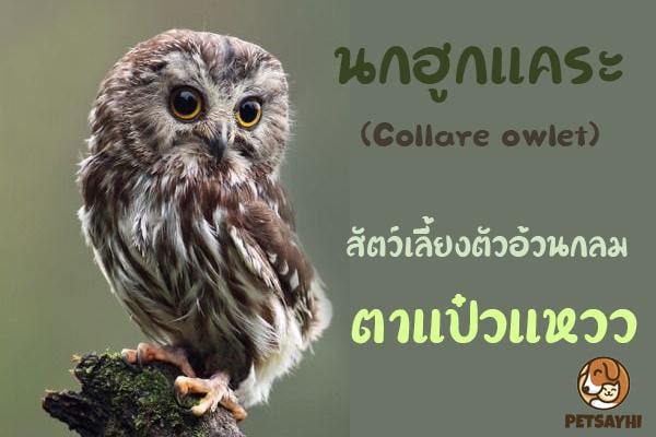 Collare-Owlet