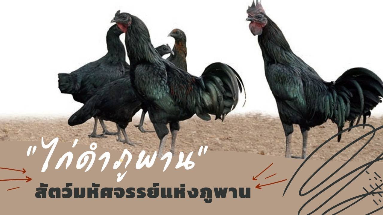 Phuphan Black bone Chicken