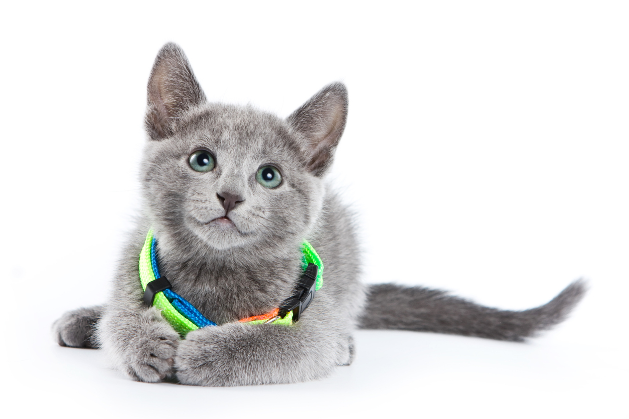 Fluffy gray kitten of a Russian blue cat in a collar (isolated on white)