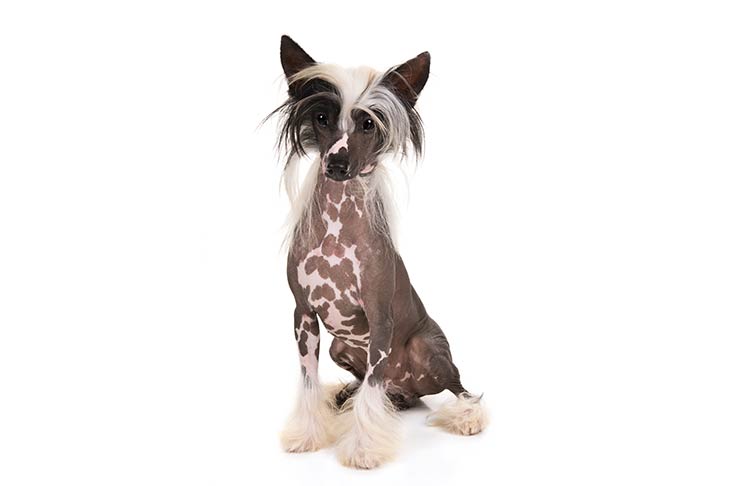 chinese-crested-on-white-03