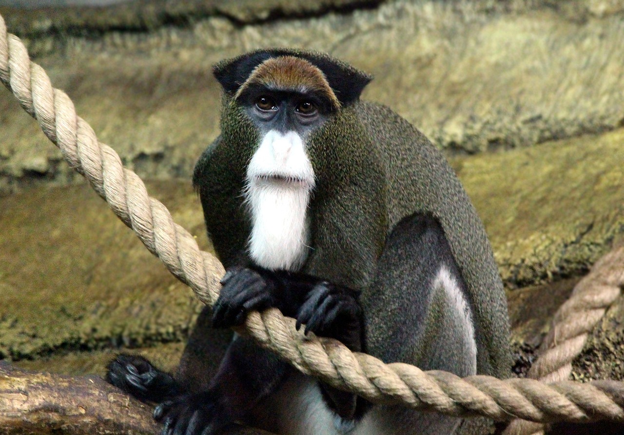 de-brazzas-monkey