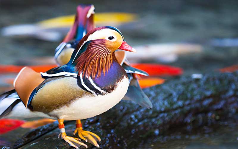 Mandarin-Duck