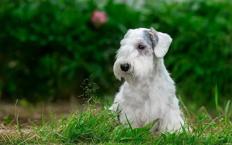 HD-wallpaper-sealyham-terrier-puppy-grass-dogs
