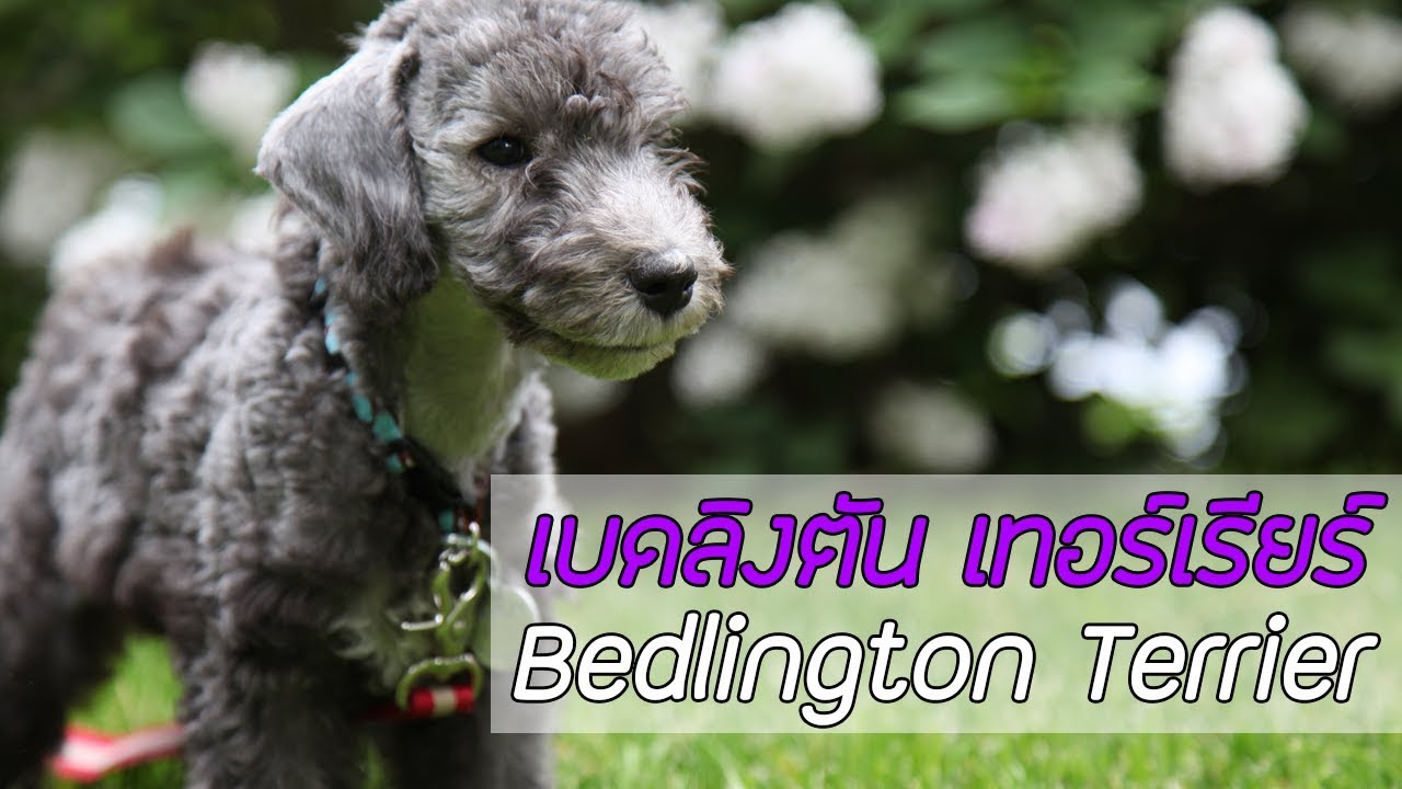 เบดลิงตัน เทอร์เรียร์ (Bedlington Terrier)