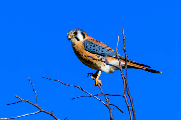 American kestrel (Falco sparverius) perched on a branch
