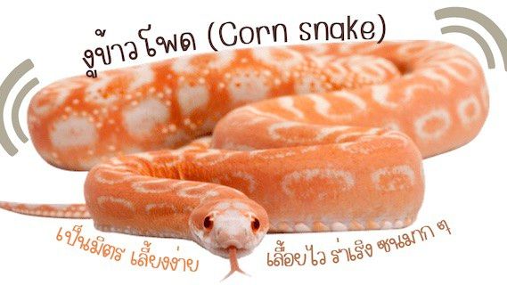 งูข้าวโพด (Corn Snake)