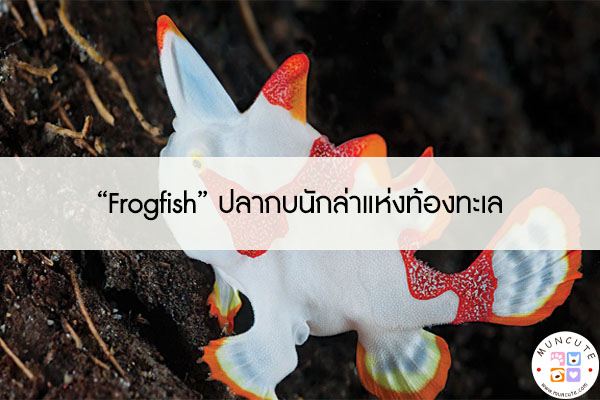 Frogfish-ปลากบนักล่าแห่งท้องทะเล1