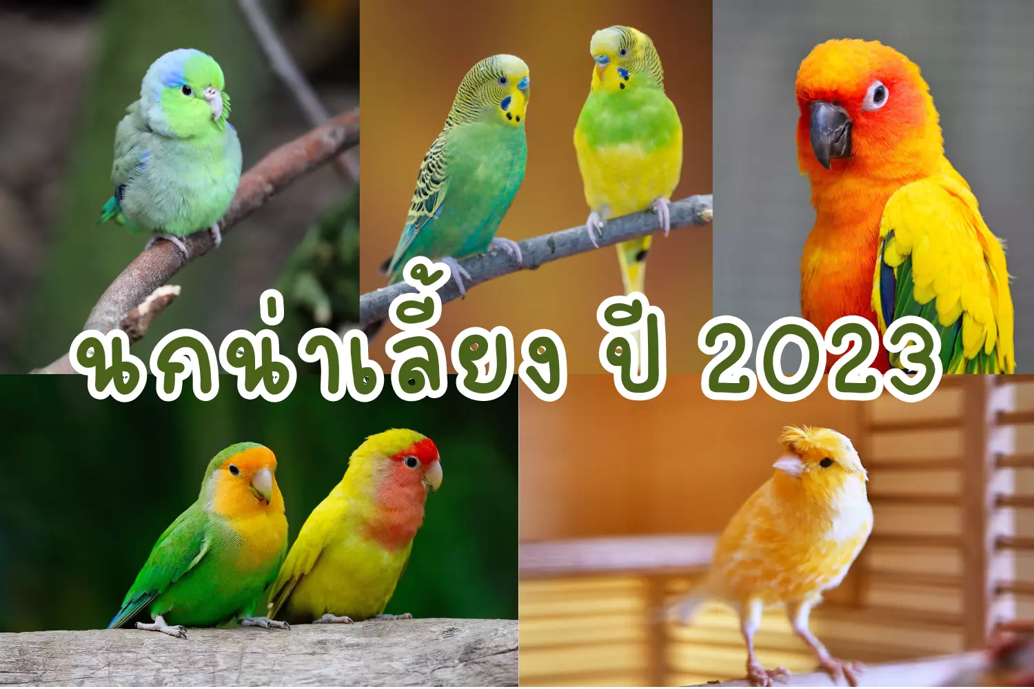 นกน่าเลี้ยง-ปี-2023