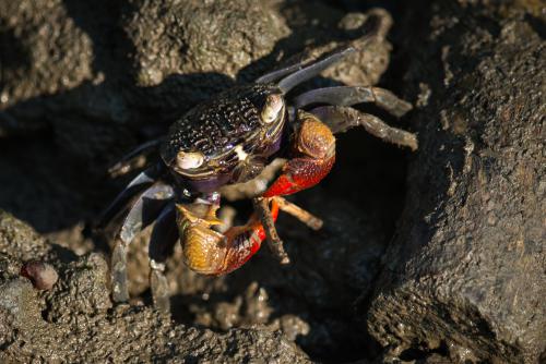 ปูแสมก้ามแดง (Red Claw Mangrove Crab)