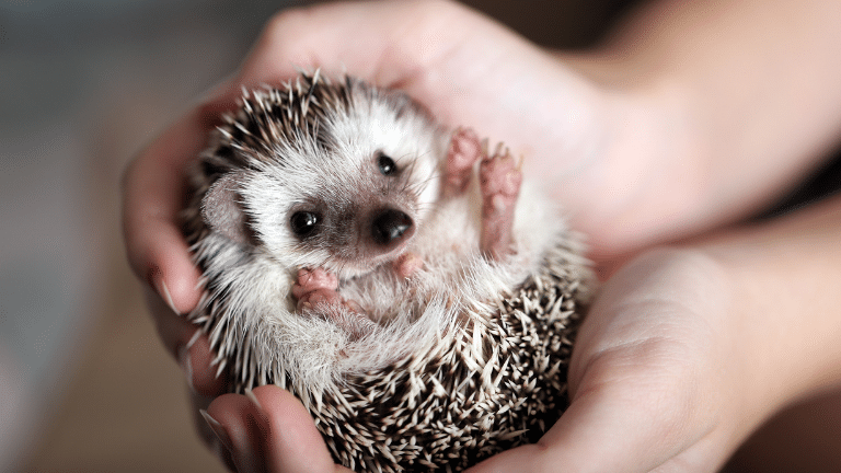cute-hedgehog-on-palm