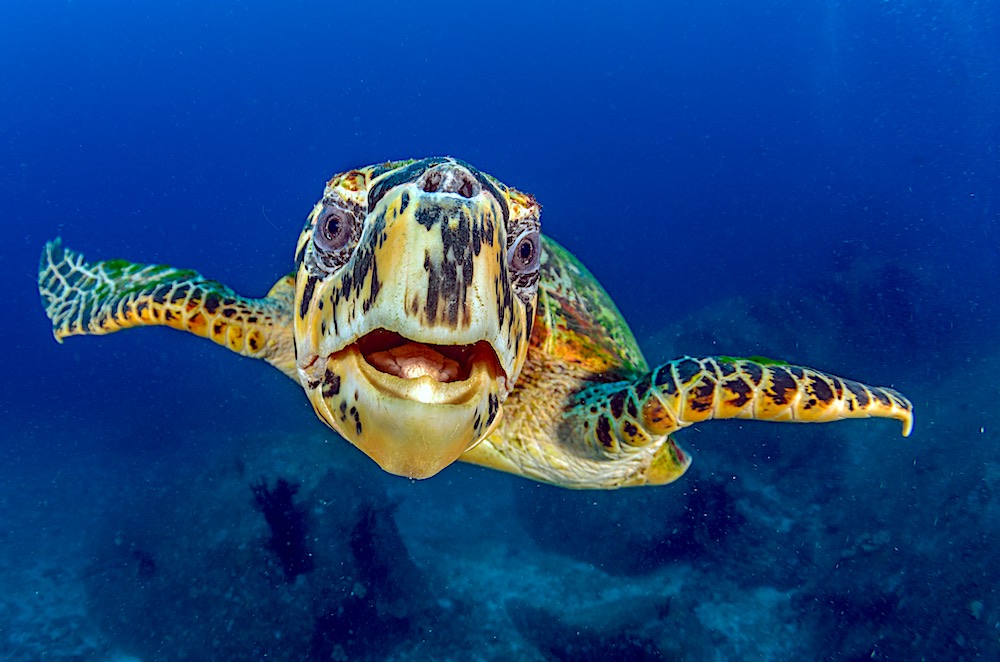 blackturtledive.com-sea-turtles-on-koh-tao-specialty-course