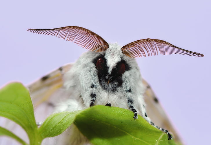 Venezuelan-poodle-moth
